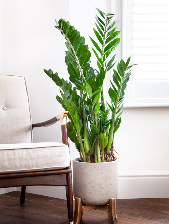ZZ Plant